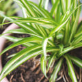 How Do You Benefit From the Best Air Filtering and Purifying Plants